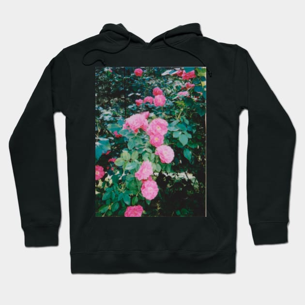 pink roses Hoodie by lovefromsirius